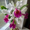 Cattleya Fabia(labiata semialba x C. dowiana).
